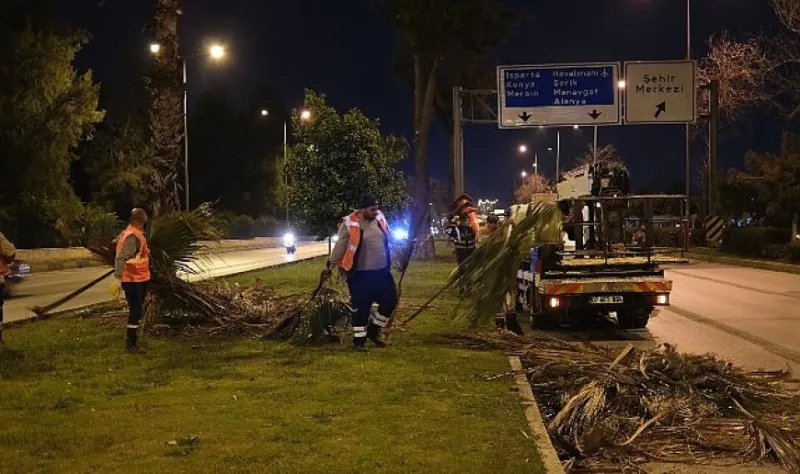 Büyükşehir’den gece budama çalışması