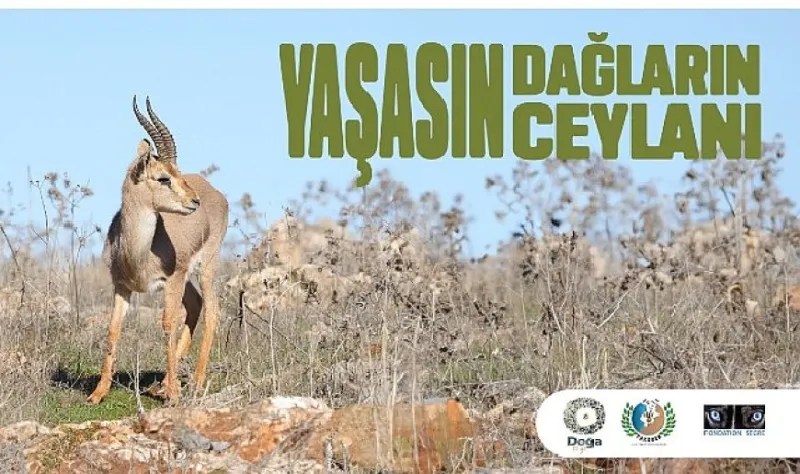 Hatay Dağ Ceylanlarının Geleceği için Yeni Adımlar Atılıyor.