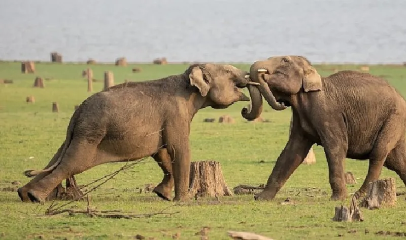 National Geographic NOW Seç-İzle Servisinin Nisan Ayı Teması ‘Hayvanların Gizemli Dünyası’…