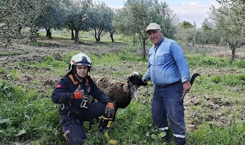 Kuyuya düşen koyunu itfaiye kurtardı