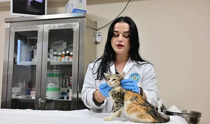 Minik Patiler Kliniği’nde Kısırlaştırılan Kedi Sayısı 3 Bini Geçti