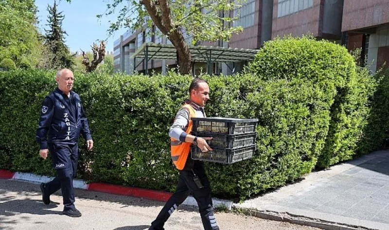 Şehirlerarası Otobüs Terminalinde usulsüz şekilde taşınan 300 civciv yakalandı