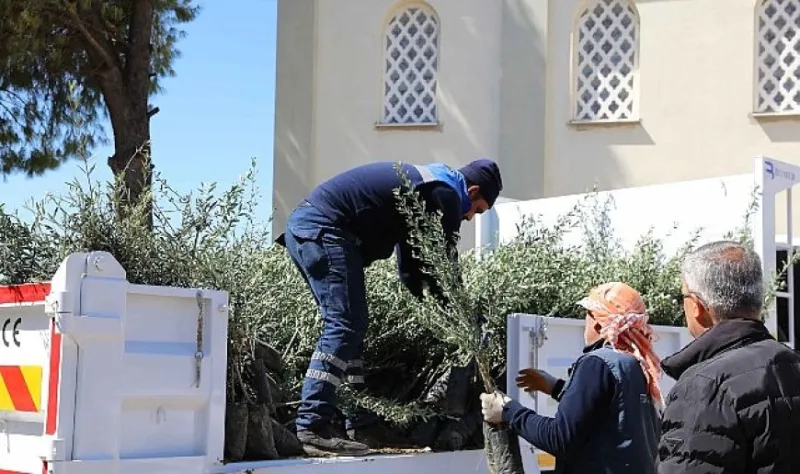 Urla’da zeytin seferberliği 20 mahalleye fidan desteği