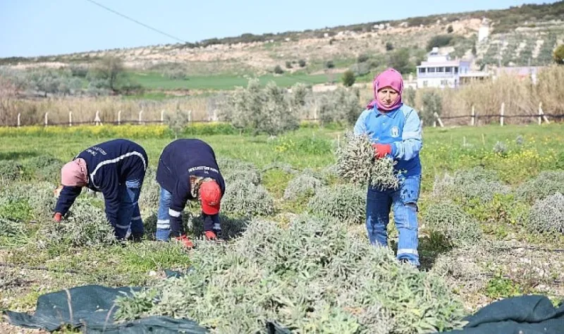 Didim Belediyesi’nden 'Üreten Belediyecilik' Uygulaması