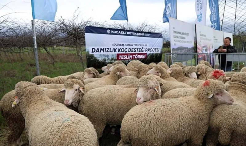 Büyükşehir’den hayvancılığa damızlık koç desteği