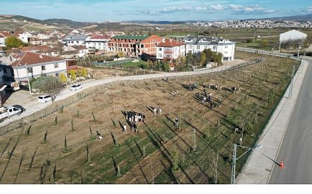 572 Fidanlı Koruluk Akhisar’a Nefes Olacak