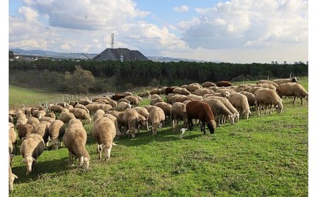 Damızlık koç desteği kuzulama oranlarında artış sağladı