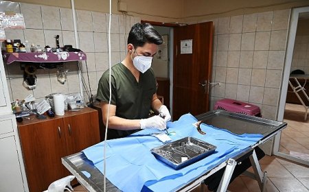 Kemer’de 227 sokak hayvanı kısırlaştırıldı