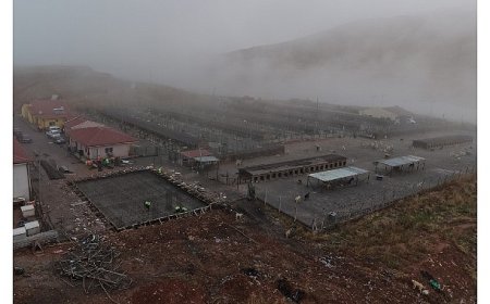 Sokak Hayvanları İçin Modern, Sağlıklı ve Doğal Yaşam Projesi Başladı