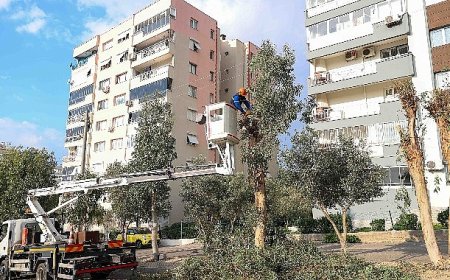 Buca’da budama seferberliği