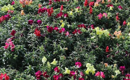 Antalya’da 4 milyon çiçek toprakla buluşuyor