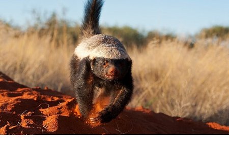 ‘İnanılmaz Bal Porsuğu’,   30 Kasım Pazar 20.00’de   National Geographic WILD Ekranlarında!