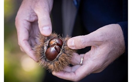 Başkan Tugay Beydağ’da kestane üreticileri ile bir araya geldi