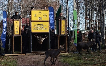 8 kızıl geyik daha Kuzuyayla’da doğaya salındı