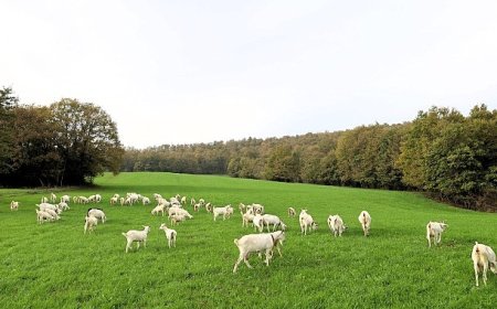 Süt otu desteği meraları berekete kavuşturdu