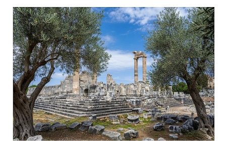 26 Kasım Dünya Zeytin Ağacı Günü’nde Didim Belediyesi’nden Anlamlı Mesaj