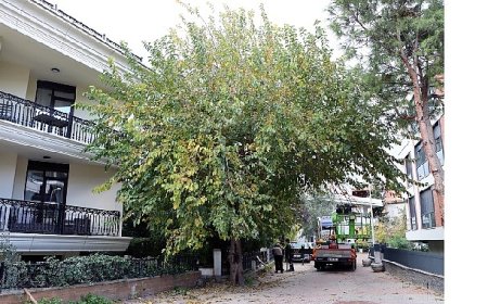 Maltepe’nin ağaçları sağlıklı büyümesi için budanıyor