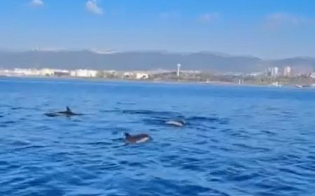 İzmit Körfezi yeniden nefes aldı… Temizlenen körfezde artık yunuslar dans ediyor