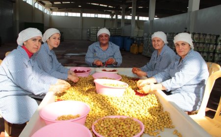 Sofralık zeytin ihracatı sezona hızlı başladı: İlk ayda yüzde 13 artış
