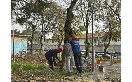 Bakırköy Belediyesi’nden Teke Böceğine Karşı Etkin Mücadele