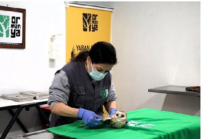 Bu merkez yaban hayvanlarına umut oluyor