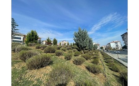 Malkara’da Daha Yeşil Bir Kent İçin Lavanta Fidanı Ekimi Başladı