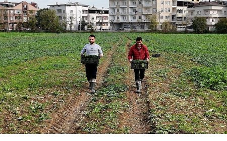 Osmangazi Belediyesi Doğal Üretimle Sofralara Sağlık Sunuyor