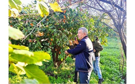 Çiftçinin Ürünü Dalında Kaldı, Belediye Topladı Halka Dağıttı
