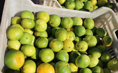 Ekim ayında mandalina ihracatında yüzde 144’lük rekor artış