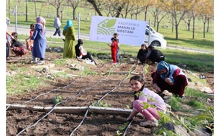 Mahalle bostanlarında kış dikimleri başladı