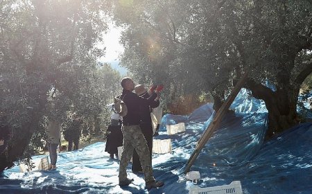 Mudanya’da Zeytin Hasadı sezonu başladı