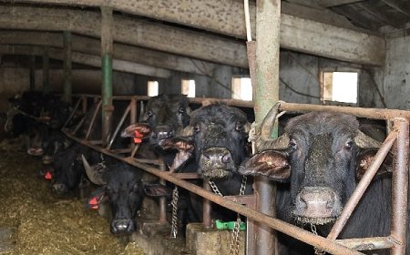 Kocaeli’de manda sayısı Büyükşehir’in desteğiyle artıyor