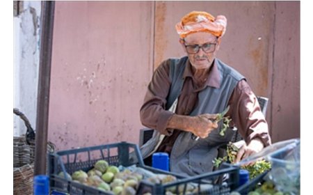 Beydağ incirinin katma değeri artıyor
