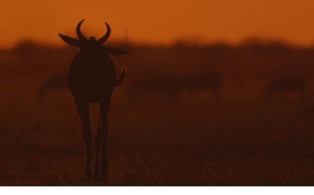 İki Bölümden Oluşan ‘Mara: Yeniden Doğuş’,   16 ve 23 Kasım Pazar Günleri 20.00’de   National Geographic WILD Ekranlarında İzleyicilerle Buluşuyor!