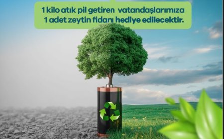 Manisa’da 1 kilogram atık pil getirene zeytin fidanı hediye