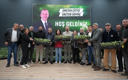 Gömeç Belediyesinden enginar fidanı dağıtım töreni