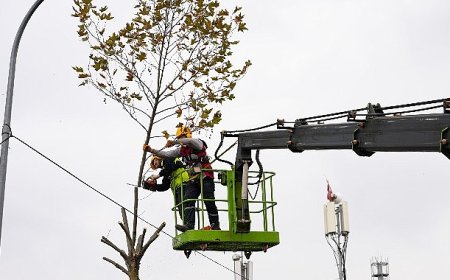 Maltepe’de budama zamanı