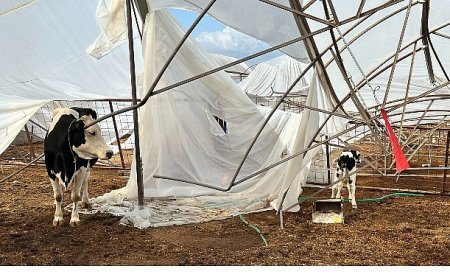 Büyükşehir yağış ve fırtınadan zarar gören üreticinin yanında