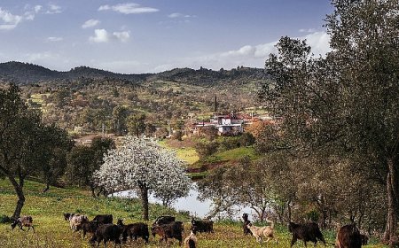 Seferihisar Orhanlı Köyü’nde Zeytin Hasadı Festivaline davetlisiniz.