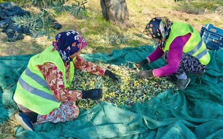 Burhaniye’de Zeytin Hasadı Başladı