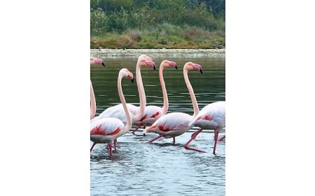 İzmit Körfezi’nde pembe flamingoların dansı