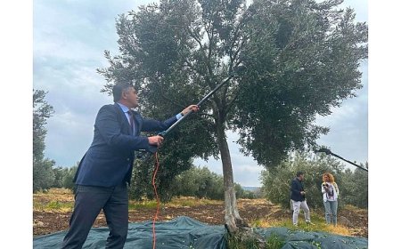 Aliağa, 4. Zeytin Hasat Şenliği’nde Buluşuyor