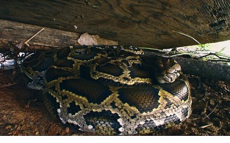 ‘Piton İstilası’, 19 Ekim Pazar 20.00’de National Geographic WILD Ekranlarında!
