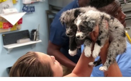 ‘Veteriner Dostlar: Köpekler Özel’, 18 Ekim Cumartesi 20.00’de National Geographic WILD Ekranlarında!