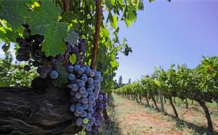 İzmir bağcılık mirasını koruyan Iter Vitis Rotası’na katıldı