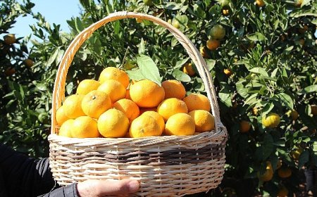 Satsuma mandalinanın ihracat yolculuğu 17 Ekim’de başlıyor