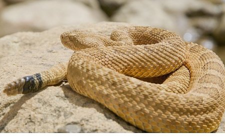 ‘Sürüngenler Gezegeni’, 12 Ekim Pazar 20.00’de National Geographic WILD Ekranlarında!
