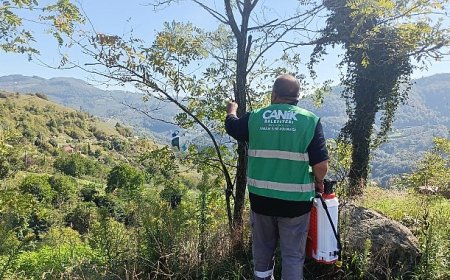Canik Belediyesi’nden Kokarca Zararlısına İlaçla Müdahale