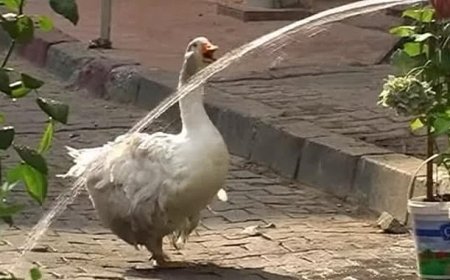Kadıköy’ün Maskotu Rodi Yeniden Çarşı’da