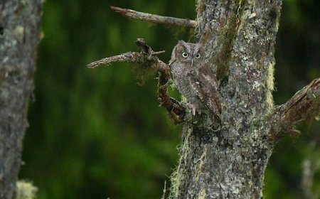 ‘Alaska’nın Kahramanları: Minik Kahramanlar Özel’, 4 Ekim Cumartesi 20.00’de National Geographic WILD Ekranlarında!